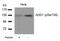 SRBP1 antibody, 79-189, ProSci, Western Blot image 