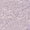 Kallikrein Related Peptidase 13 antibody, HPA062136, Atlas Antibodies, Immunohistochemistry frozen image 