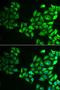 CAMP Responsive Element Binding Protein 3 antibody, LS-C334801, Lifespan Biosciences, Immunofluorescence image 