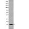 Vesicle Associated Membrane Protein 4 antibody, PA5-64540, Invitrogen Antibodies, Western Blot image 