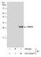 RAB32, Member RAS Oncogene Family antibody, PA5-78351, Invitrogen Antibodies, Immunoprecipitation image 