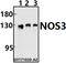 Nitric Oxide Synthase 3 antibody, A01604S1170, Boster Biological Technology, Western Blot image 