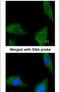 Coenzyme A Synthase antibody, PA5-28696, Invitrogen Antibodies, Immunofluorescence image 