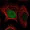 H6 Family Homeobox 3 antibody, HPA069659, Atlas Antibodies, Immunofluorescence image 