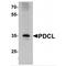 Phosducin Like antibody, TA349067, Origene, Western Blot image 