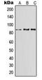 LDL Receptor Related Protein 1 antibody, MBS820507, MyBioSource, Western Blot image 