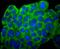 Cadherin 2 antibody, A01577-1, Boster Biological Technology, Immunocytochemistry image 