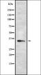 Olfactory Receptor Family 13 Subfamily C Member 2 antibody, orb337484, Biorbyt, Western Blot image 