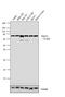 Protein Disulfide Isomerase Family A Member 4 antibody, PA1-007, Invitrogen Antibodies, Western Blot image 