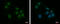 Zinc Finger Protein 417 antibody, GTX121370, GeneTex, Immunocytochemistry image 