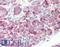 Hsp110 antibody, LS-B8387, Lifespan Biosciences, Immunohistochemistry frozen image 