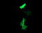 Protocadherin 7 antibody, LS-C174322, Lifespan Biosciences, Immunofluorescence image 