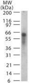 Ankyrin Repeat And SOCS Box Containing 3 antibody, GTX13715, GeneTex, Western Blot image 