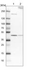 EYA Transcriptional Coactivator And Phosphatase 4 antibody, NBP1-85546, Novus Biologicals, Western Blot image 