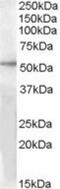 G Protein-Coupled Receptor 142 antibody, NBP1-20929, Novus Biologicals, Western Blot image 