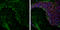 Aquaporin 4 antibody, GTX133151, GeneTex, Immunohistochemistry frozen image 