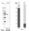 Cysteinyl-TRNA Synthetase 2, Mitochondrial antibody, HPA041776, Atlas Antibodies, Western Blot image 