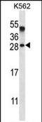 Amelogenin X-Linked antibody, PA5-71790, Invitrogen Antibodies, Western Blot image 