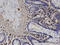 Actin Related Protein T2 antibody, LS-C134121, Lifespan Biosciences, Immunohistochemistry frozen image 