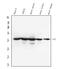 Glucose-6-Phosphate Isomerase antibody, PB10069, Boster Biological Technology, Western Blot image 