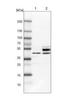 Secernin 1 antibody, NBP1-87861, Novus Biologicals, Western Blot image 