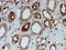 Spermidine/Spermine N1-Acetyltransferase Family Member 2 antibody, LS-C173894, Lifespan Biosciences, Immunohistochemistry frozen image 