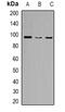 Zinc Finger With KRAB And SCAN Domains 5 antibody, orb382470, Biorbyt, Western Blot image 