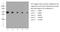 Glutathione-S-Transferase Tag antibody, 10000-0-AP, Proteintech Group, Western Blot image 