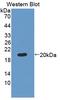 Matrix Metallopeptidase 13 antibody, LS-C690171, Lifespan Biosciences, Western Blot image 