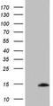 Ubiquitin A-52 Residue Ribosomal Protein Fusion Product 1 antibody, LS-C339398, Lifespan Biosciences, Western Blot image 