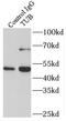 Tubby protein homolog antibody, FNab09099, FineTest, Immunoprecipitation image 