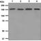 Integrin Subunit Alpha 2 antibody, ab133557, Abcam, Western Blot image 