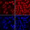 FRAT Regulator Of WNT Signaling Pathway 2 antibody, AF7980, R&D Systems, Immunocytochemistry image 