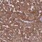 Zinc Finger Protein 248 antibody, NBP2-48540, Novus Biologicals, Immunohistochemistry frozen image 