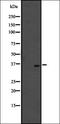 Olfactory Receptor Family 51 Subfamily M Member 1 antibody, orb335639, Biorbyt, Western Blot image 