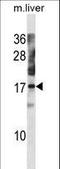 Nuclear Transport Factor 2 Like Export Factor 1 antibody, LS-C158005, Lifespan Biosciences, Western Blot image 