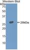 Leukocyte Immunoglobulin Like Receptor A2 antibody, MBS2013497, MyBioSource, Western Blot image 