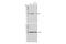 Induced myeloid leukemia cell differentiation protein Mcl-1 antibody, 39224S, Cell Signaling Technology, Western Blot image 