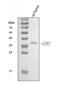 CD7 Molecule antibody, A01974-3, Boster Biological Technology, Western Blot image 