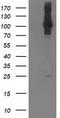 NIMA Related Kinase 9 antibody, CF503367, Origene, Western Blot image 