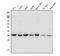 Uracil DNA Glycosylase antibody, A01672-2, Boster Biological Technology, Western Blot image 