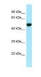 Hydroxycarboxylic Acid Receptor 2 antibody, orb331249, Biorbyt, Western Blot image 