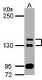 TAO Kinase 2 antibody, GTX111171, GeneTex, Western Blot image 