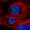 SON DNA Binding Protein antibody, PA5-65107, Invitrogen Antibodies, Immunofluorescence image 