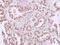 Paired Box 7 antibody, NBP1-31224, Novus Biologicals, Immunohistochemistry frozen image 