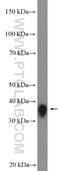 Wnt Family Member 7A antibody, 10605-1-AP, Proteintech Group, Western Blot image 