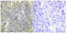 Caspase 9 antibody, 79-781, ProSci, Immunohistochemistry frozen image 