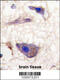 NP-I antibody, 62-783, ProSci, Immunohistochemistry paraffin image 