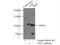 Ubiquitin Specific Peptidase 5 antibody, 10473-1-AP, Proteintech Group, Immunoprecipitation image 