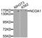 Nuclear Receptor Coactivator 1 antibody, STJ24705, St John